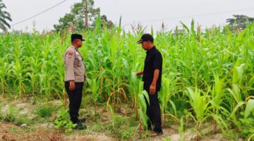 48 Hari Umur Jagung Pipil Tumbuh Subur di Belading Sabak Auh
